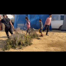 IDPs Rafah...branches.jpg