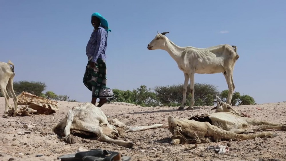 Somalia: Trapped in the grip of armed violence, weather shocks and rising fuel prices - Vimarsana News