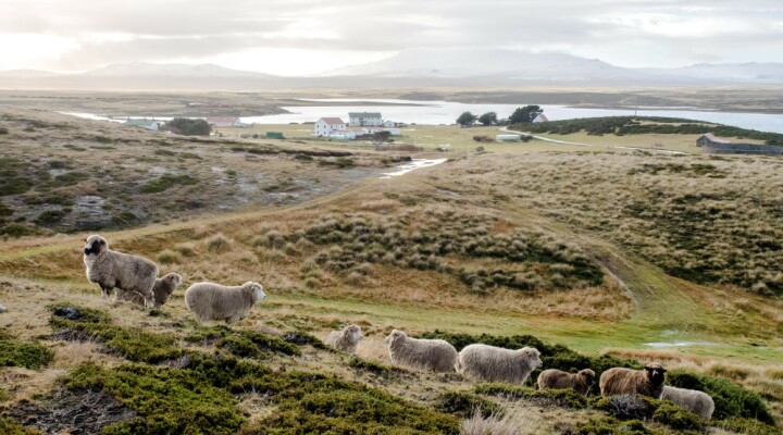 Falklands/Malvinas