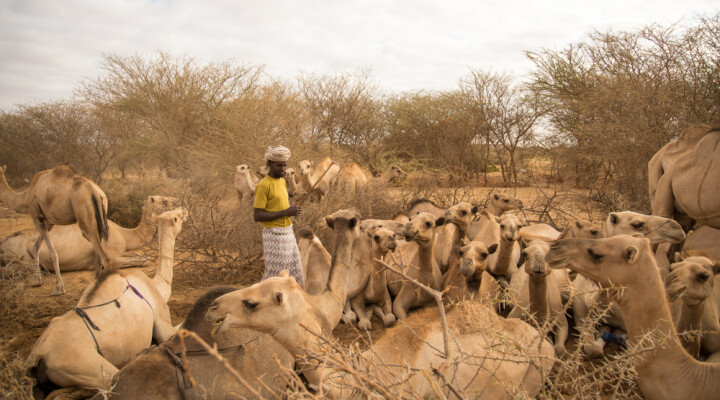 The pastoral community are the hardest-hit by the unpredictable weather trends in Somalia. Longer dry spells and delayed poor rains make it difficult to move around with the animals in anticipation of more favourable weather. Abdikarim Mohamed/ICRC