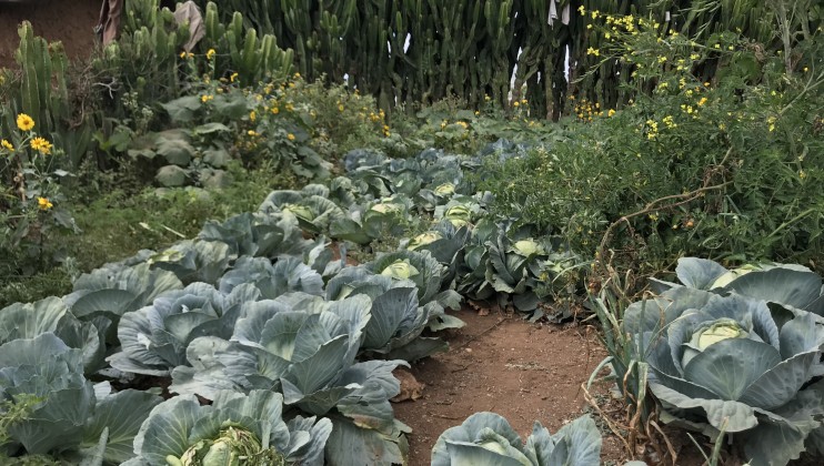 Chinakisen, Oromia Regional State. The ICRC supported communities with seeds and farming tools to kickstart their recovery after being displaced by violence. They mostly grow vegetables which they use to cater for the family and the rest is sold. Clare Cameron/ICRC