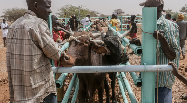 Boubacar observe son troupeau se faire vacciner.