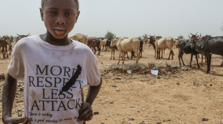 Un enfant regarde un troupeau de dos. Sur son t-shirt est écrit : “ MORE RESPECT LESS ATTACK”