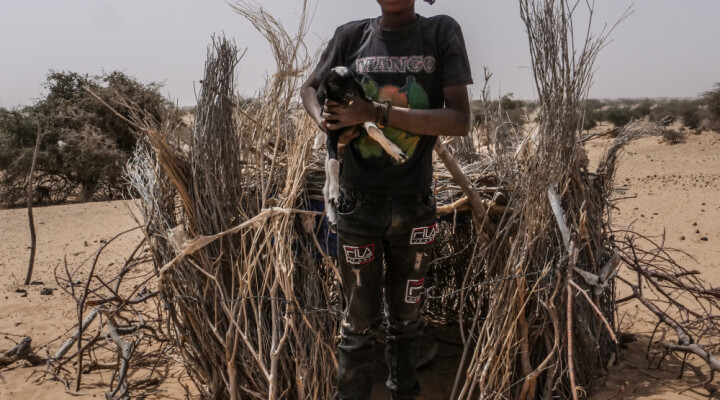 Ousmane, jeune éleveur « J’ai essaye d’aller à l’école mais je n’y pas resté longtemps. Quand je serai grand, je serai éleveur comme papa. Voici mon premier agneau, il s’appelle petit Poura »