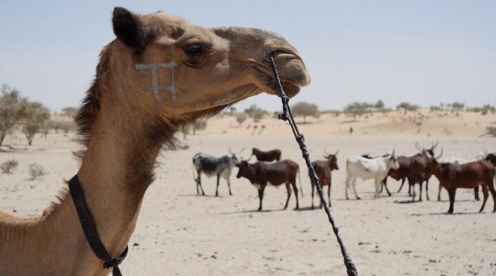 Image d’un chameau avec troupeau de boeufs après s’être faits vacciner.