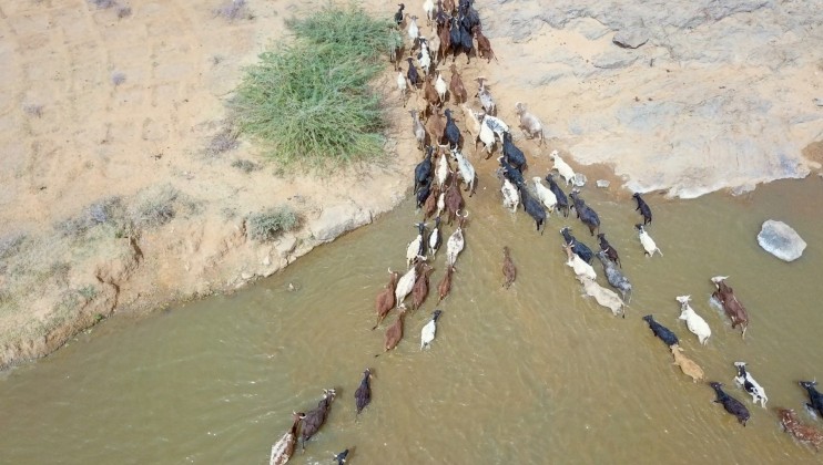 Vue aérienne du troupeau de bêtes de l’éleveur Boubacar Moukaila qui traversent la rivière pour se rendre au parc de vaccination du CICR