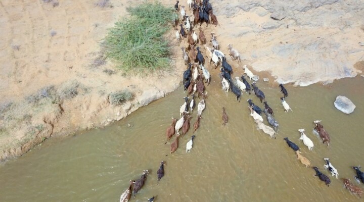 Vue aérienne du troupeau de bêtes de l’éleveur Boubacar Moukaila qui traversent la rivière pour se rendre au parc de vaccination du CICR