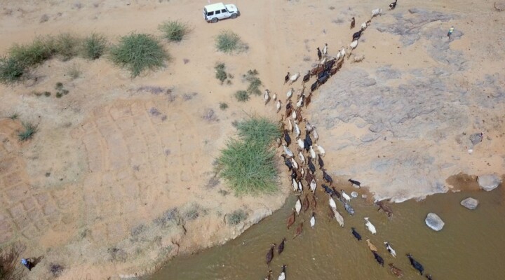 Vue aérienne du troupeau de bêtes de l’éleveur Boubacar Moukaila qui traversent la rivière pour se rendre au parc de vaccination du CICR