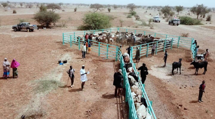 Boubacar observe son troupeau se faire vacciner.