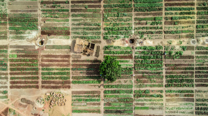 Subsistence farming in Bria, where farmers use silt from the river to enrich the soil.  Florent Vergnes/ICRC