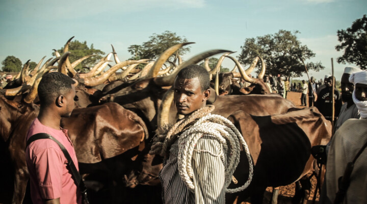 Herders and their livestock in Bambari, in the interior of the CAR.   Florent Vergnes/ ICRC