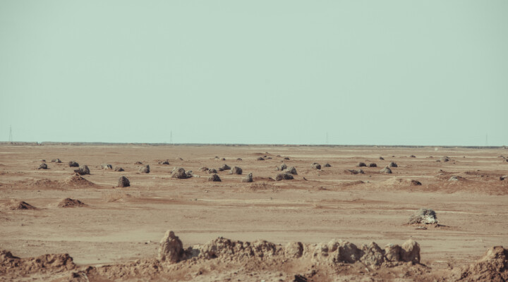 Dozens of felled palm trees are visible along the road from Basra to Fao. Mike Mustafa Khalaf / ICRC