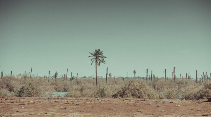 In Fao, palm trees damaged during the Iran-Iraq war in the 1980s have not grown back. Mike Mustafa Khalaf / ICRC