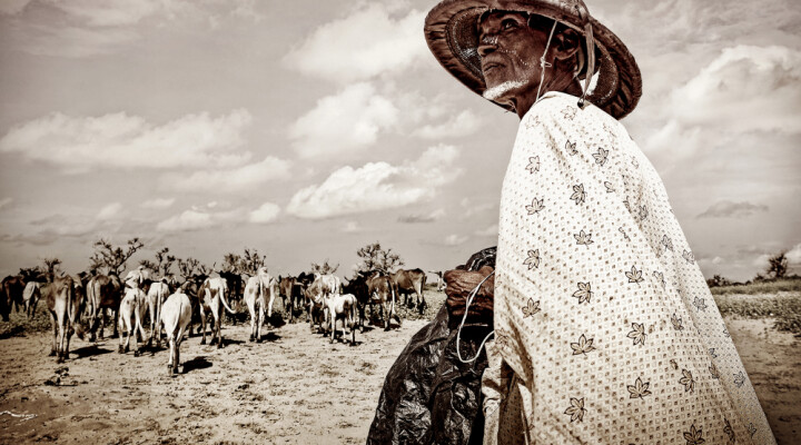 In Sofara, south of Mopti, this herder is making sure that his livestock do not wander onto land under cultivation.  Samuel Turpin/ ICRC  Part of Humans & Climate Change documentary project.